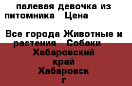 палевая девочка из питомника › Цена ­ 40 000 - Все города Животные и растения » Собаки   . Хабаровский край,Хабаровск г.